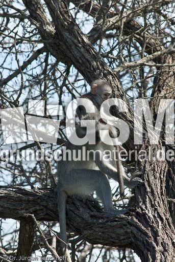 Grüne Meerkatzen (65 von 67).jpg